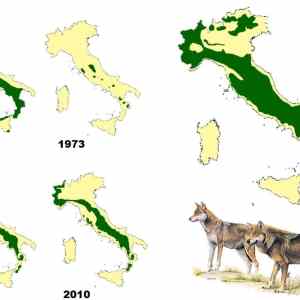 Obrázek 'good job Italiano'