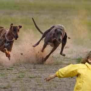 Obrázek 'greyhounds-and-chubby'