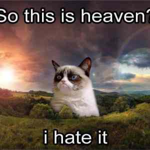 Obrázek 'grumpy cat in heaven'