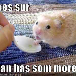 Obrázek 'hamster-wants-more'