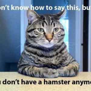 Obrázek 'hamsters-x'
