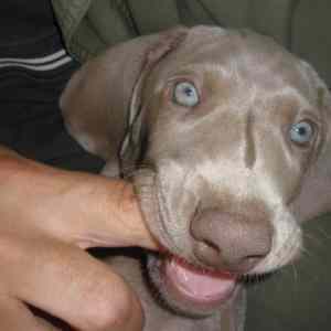 Obrázek 'happy dog'