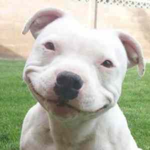 Obrázek 'happy dog '