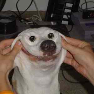 Obrázek 'happy dog is happy'