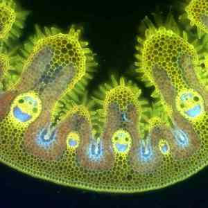 Obrázek 'happy plankton'