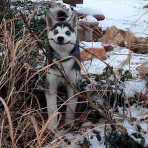 Obrázek 'happy puppy pro awena'
