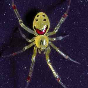 Obrázek 'happyspider'