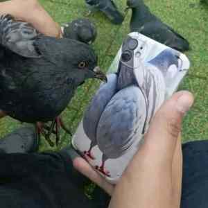 Obrázek 'hard case for pigeon'