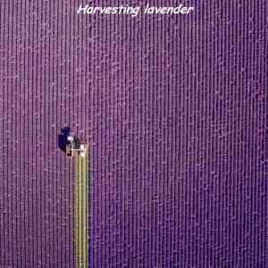 Obrázek 'harvesting-lavender'