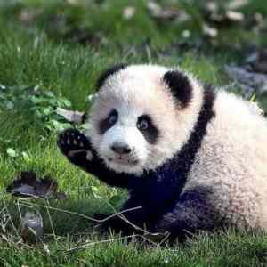 Obrázek 'heil panda'