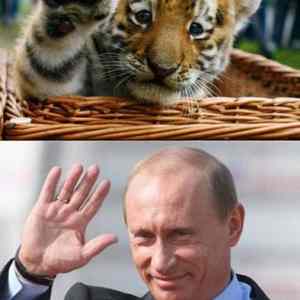 Obrázek 'hello putin - hello tiger'