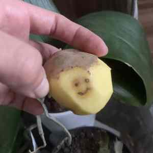 Obrázek 'hi I 27m potato'