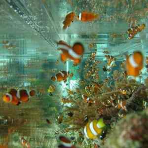 Obrázek 'hleda se Nemo'