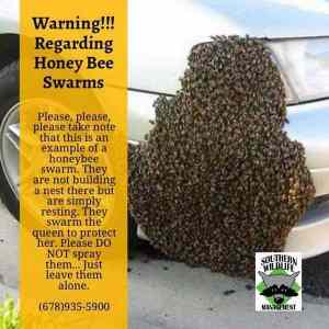 Obrázek 'honey bee swarms'