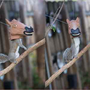 Obrázek 'horse-head-squirrel-feeder'