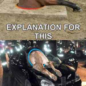 Obrázek 'horse surprise'