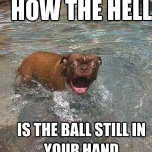 Obrázek 'how-the-hell'