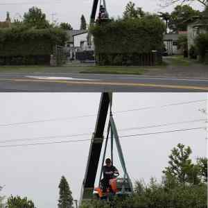 Obrázek 'how-to-clip-a-hedge'
