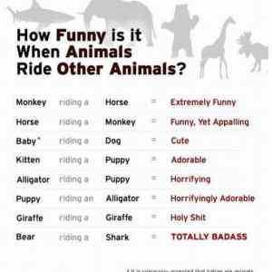 Obrázek 'how funny is it when animals ride other animals'