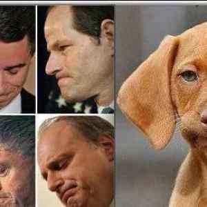 Obrázek 'how to tell if your dog is involved in a sex scandal'