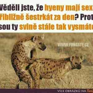 Obrázek 'hyeeeeeny'