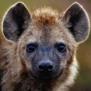 Obrázek 'hyena-portrait'