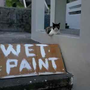 Obrázek 'idgaf&nbsp;'