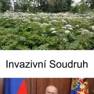 Obrázek 'invazivni ssoudruh'