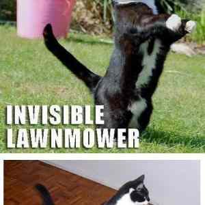 Obrázek 'invisible cat 4'