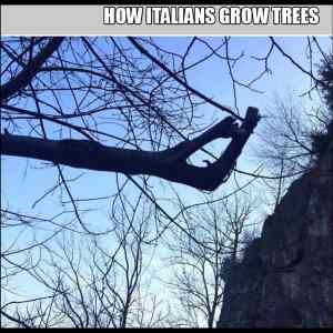 Obrázek 'italian-trees  '