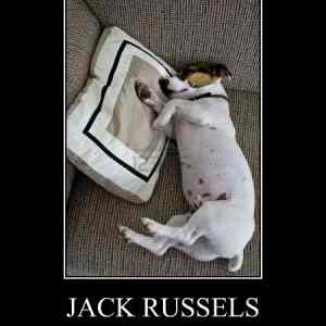 Obrázek 'jack russel'