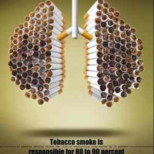 Obrázek 'jak&nbsp;vypadaji&nbsp;plice'