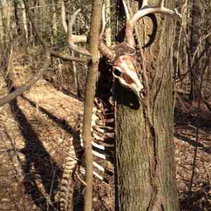 Obrázek 'jelen Vetrnik dosmiroval'