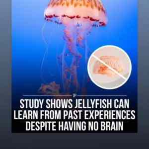 Obrázek 'jellyfish has no brain'