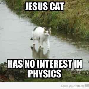 Obrázek 'jesus cat'
