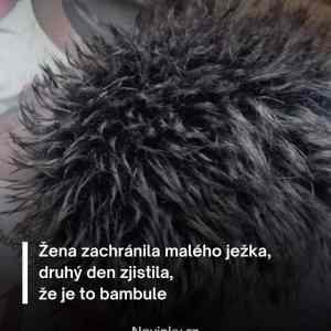 Obrázek 'jezku zijes'