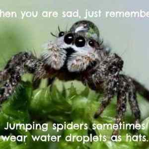 Obrázek 'jumping spiders'