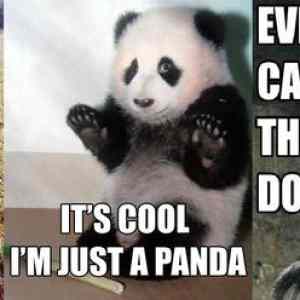 Obrázek 'just a panda'