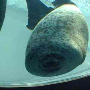 Obrázek 'just a seal running into glass'