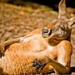 Obrázek 'just&nbsp;chillin&nbsp;dude'