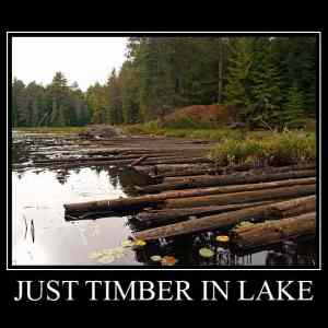 Obrázek 'just timber in lake'