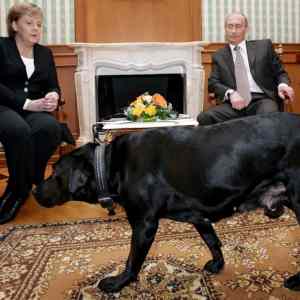 Obrázek 'kanclerka Merkel je znama strachem ze psu - Putin prijel na navstevu'