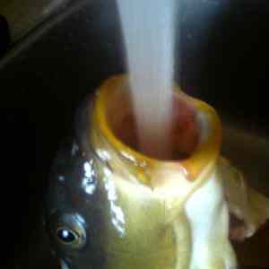 Obrázek 'kapr&nbsp;pije'