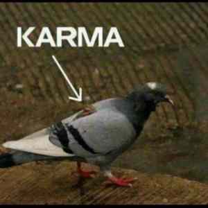 Obrázek 'karma      pidgeon'