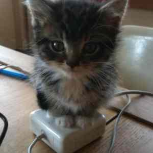 Obrázek 'kitty connection'