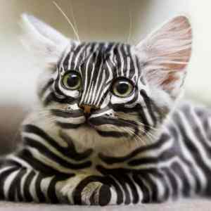 Obrázek 'kocicka-zebri'