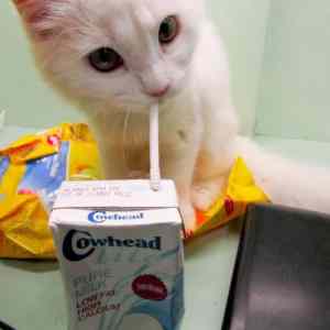 Obrázek 'kocicka pije mlicko'