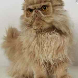 Obrázek 'kocka-potapec'