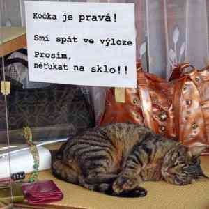Obrázek 'kocka je prava'
