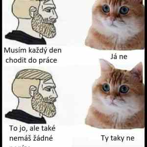 Obrázek 'kocka ma pravdu'